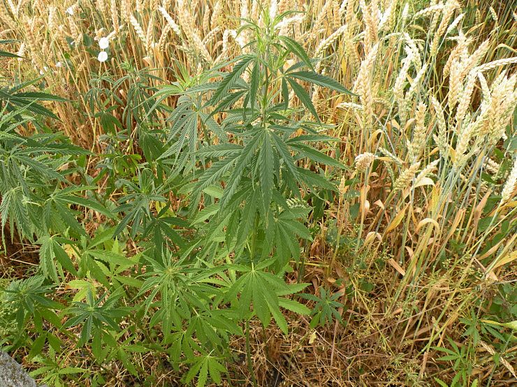 Конопля сорная