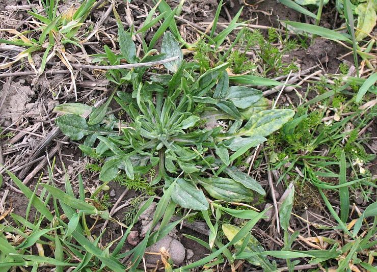 Василек синий