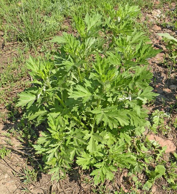 Полынь обыкновенная