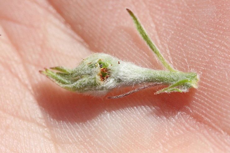 Долгоносик продолговатый листовой