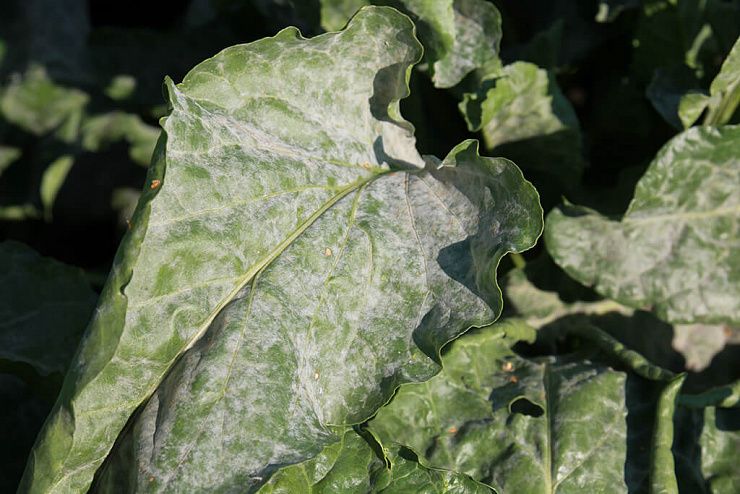 Мучнистая роса свеклы