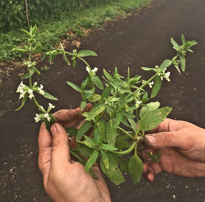 Чистец однолетний