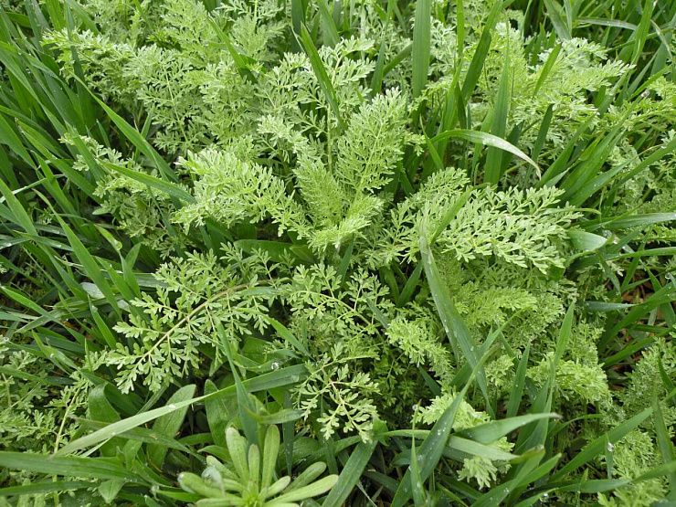 Дескурайния Софии