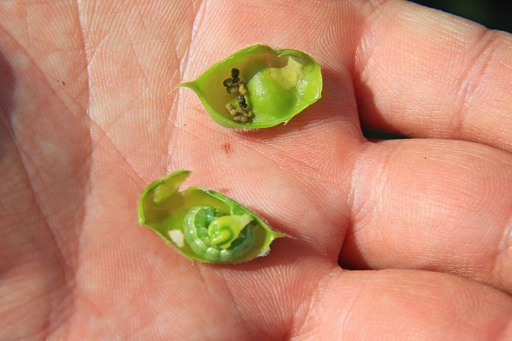 Хлопковая совка