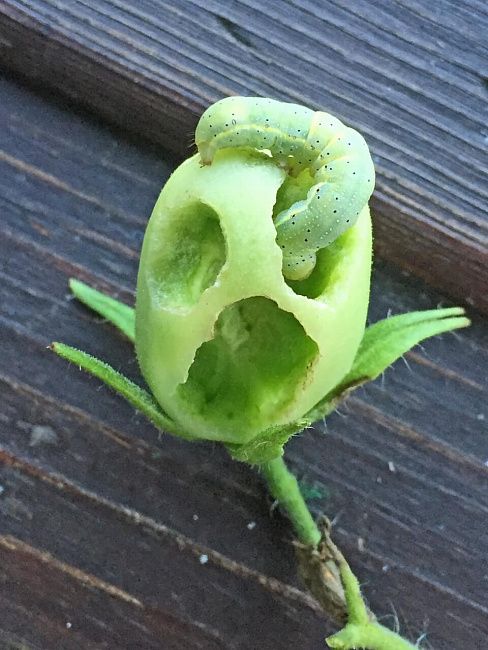 Огородная совка