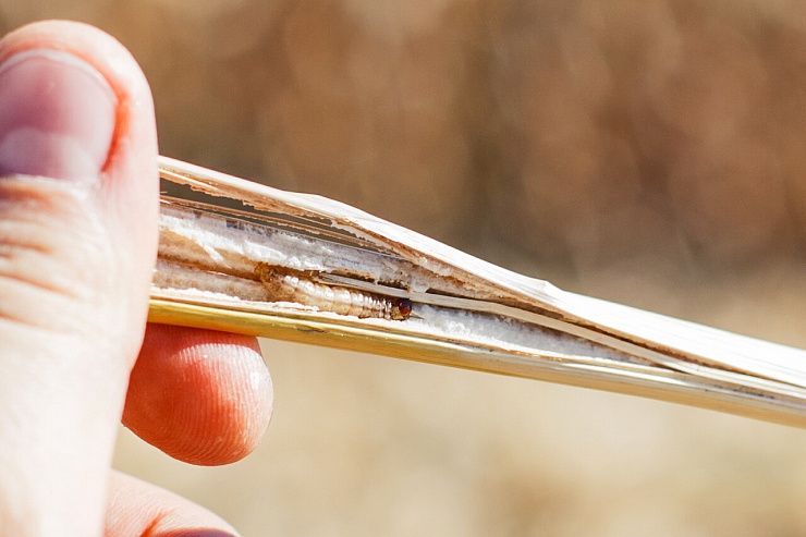 Кукурузный (стеблевой) мотылек