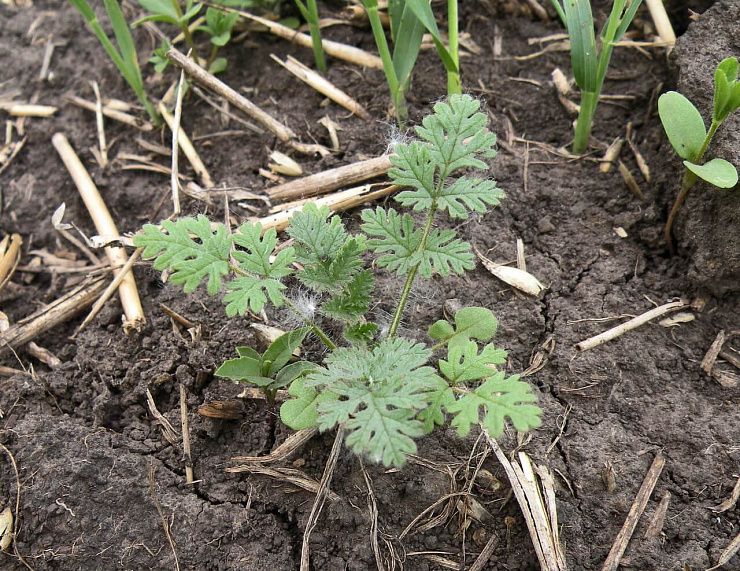 Аистник цикутовый