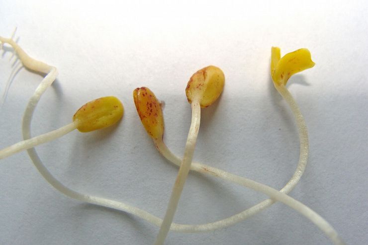 Крапчатость семядолей льна