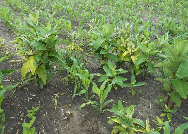 Ваточник сирийский