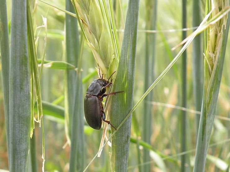 Хлебная жужелица