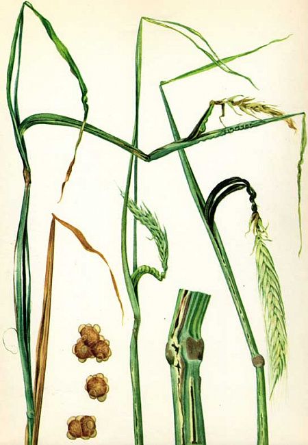 Стеблевая головня ржи