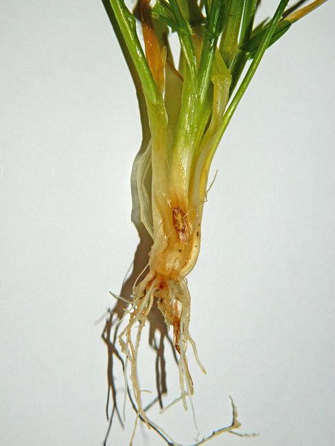 Гельминтоспориозные корневые гнили