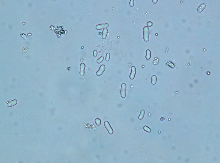 Аскохитоз гороха