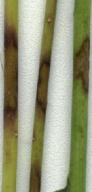 Полиспороз, или побурение (ломкость) стеблей льна