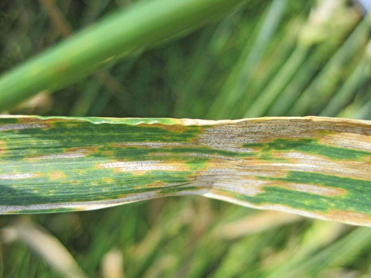 Септориоз злаковых