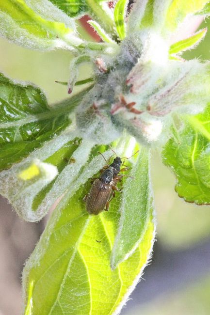 Долгоносик продолговатый листовой