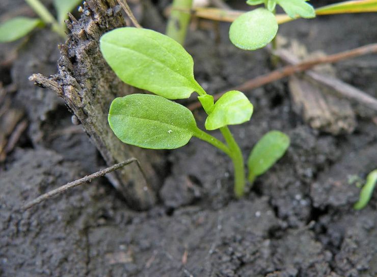 Вьюнок полевой (березка)