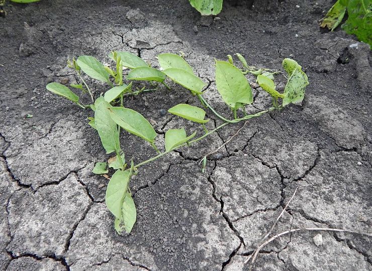 Вьюнок полевой (березка)