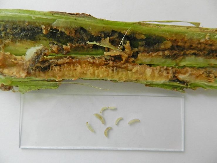 Стеблевой капустный скрытнохоботник