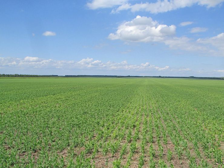 Фузариоз гороха