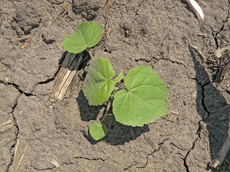 Канатник Теофраста