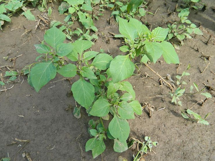 Паслен черный