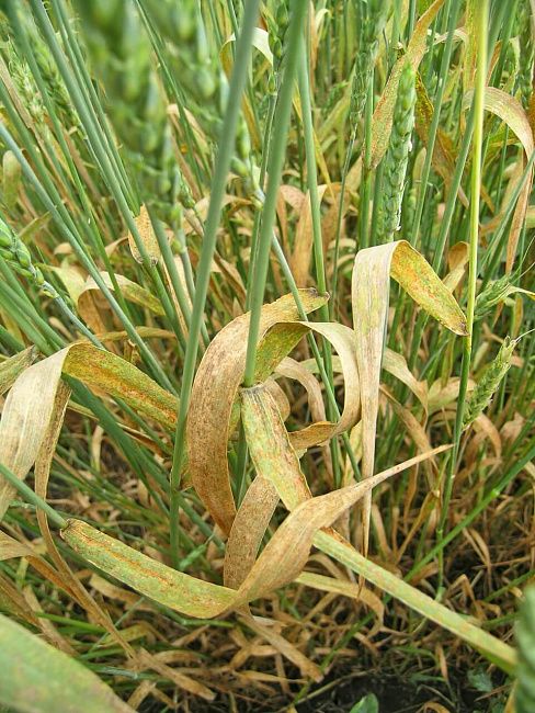 Бурая листовая ржавчина пшеницы