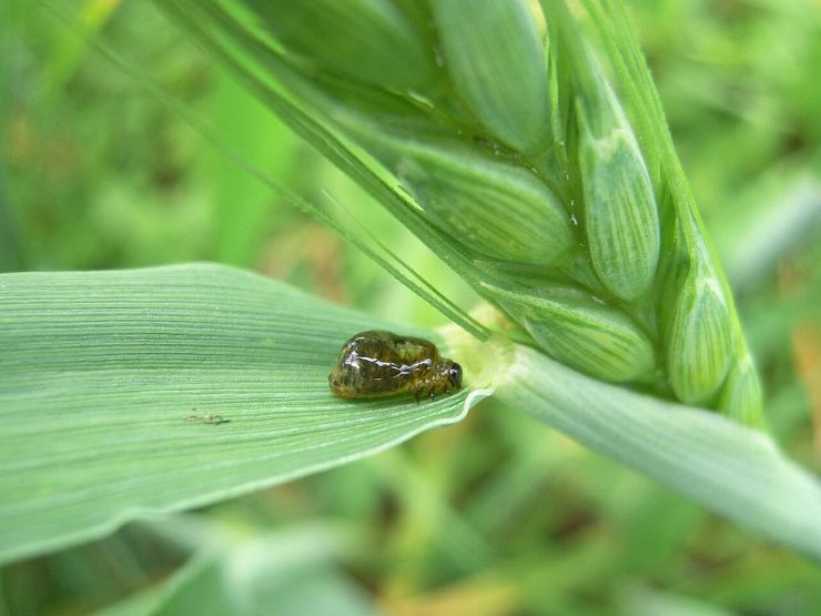 Пьявица обыкновенная