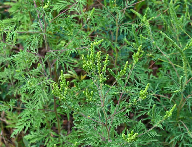 Амброзия полыннолистная