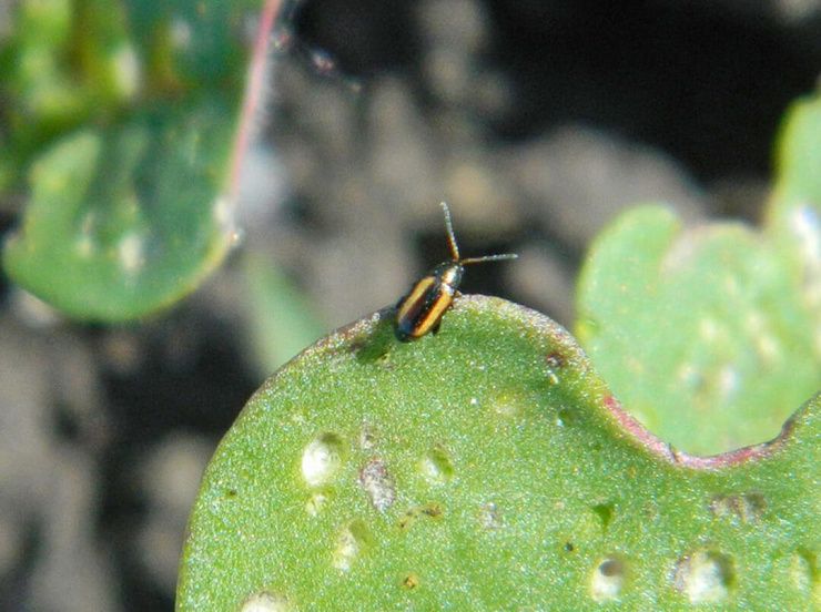 Крестоцветные блошки