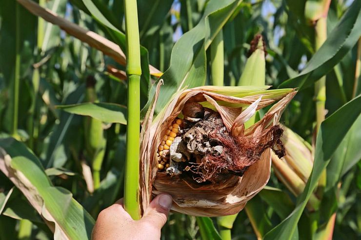 Пузырчатая головня кукурузы