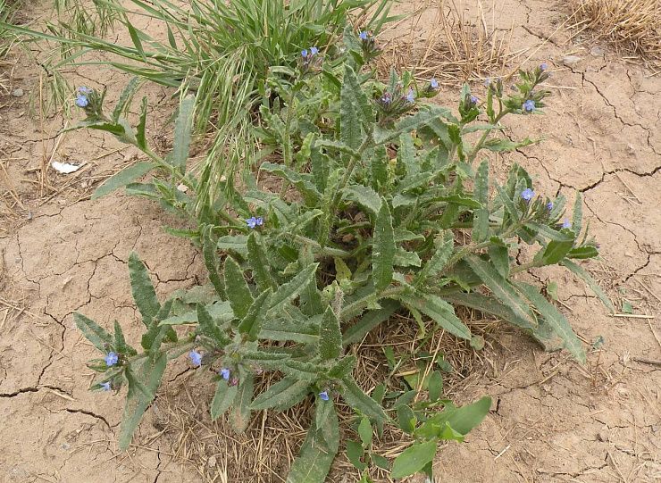 Кривоцвет полевой