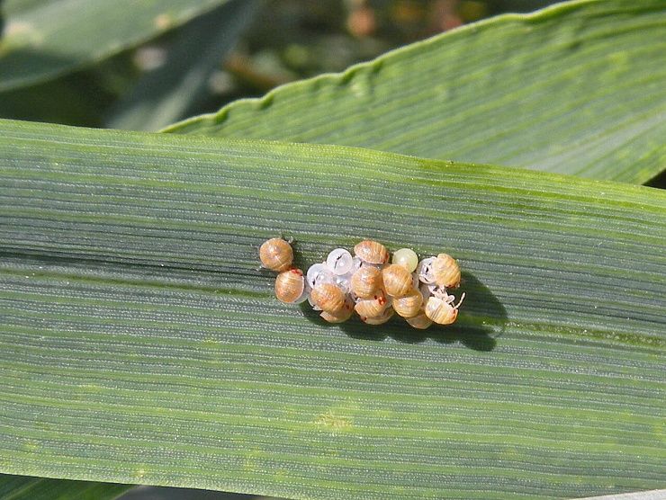 Клоп вредная черепашка