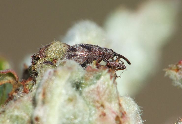 Яблонный цветоед