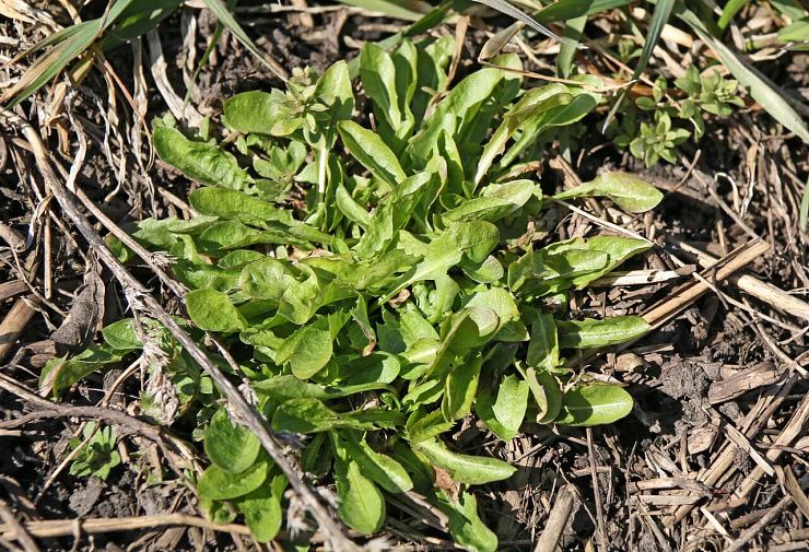 Одуванчик лекарственный