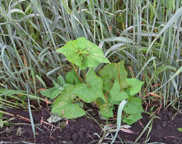 Гречиха татарская