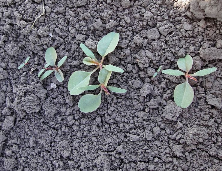 Щирица (синеватая, запрокинутая, жминдовидная)