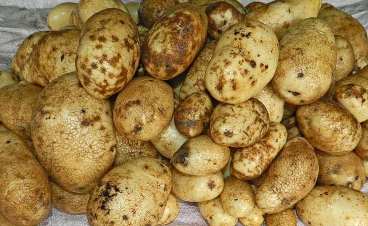 Щелкуны (проволочники)