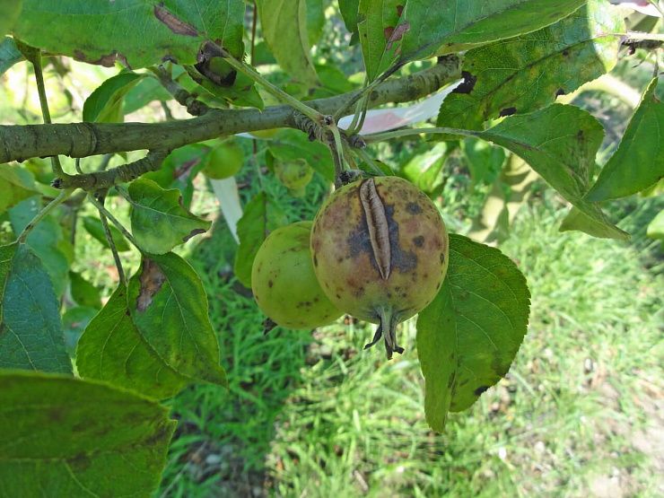 Парша яблони и груши