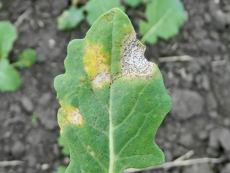 Фомоз рапса