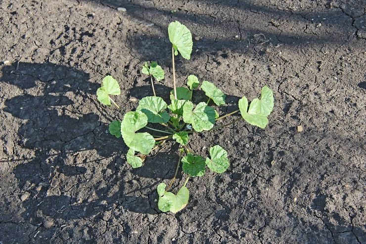 Просвирник приземистый (мальва круглолистная)