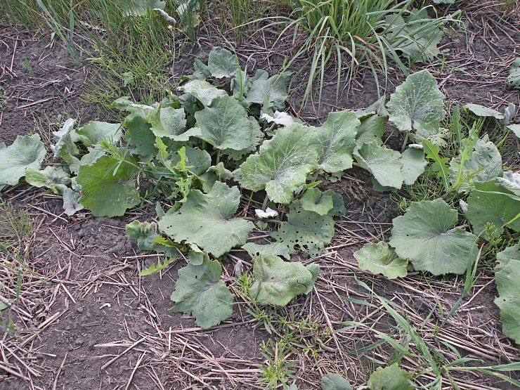 Мать-и-мачеха обыкновенная