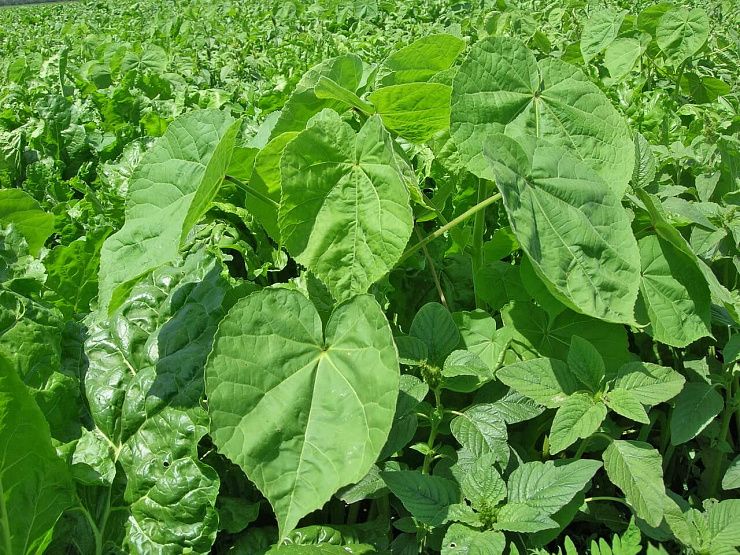 Канатник Теофраста