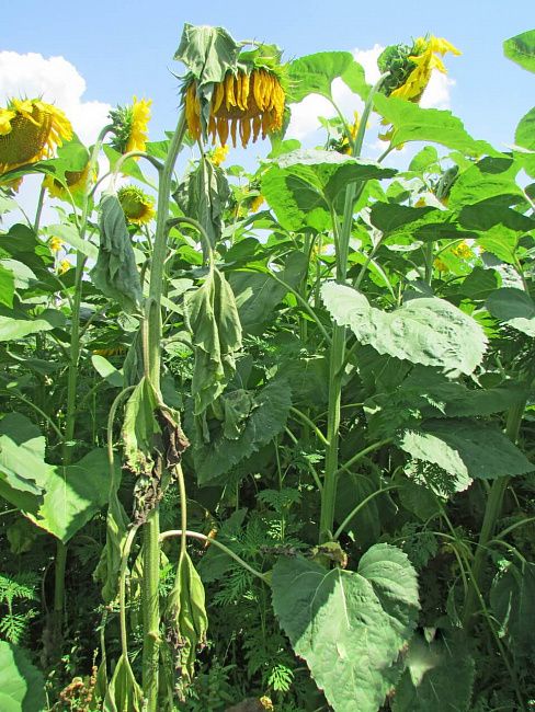 Белая гниль подсолнечника