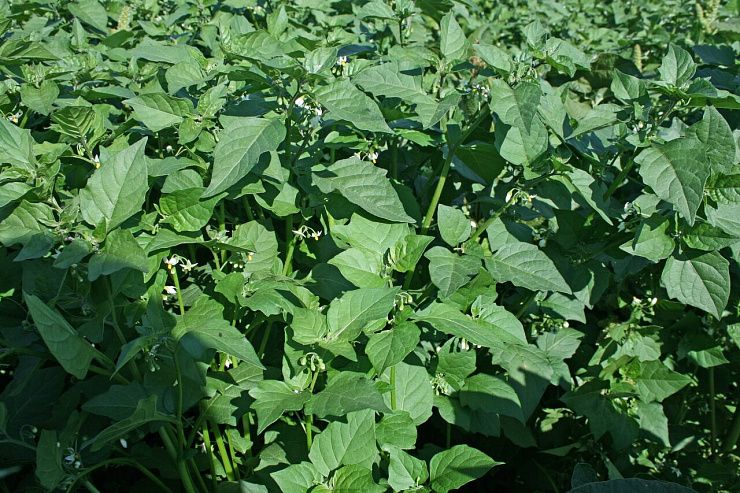 Паслен черный