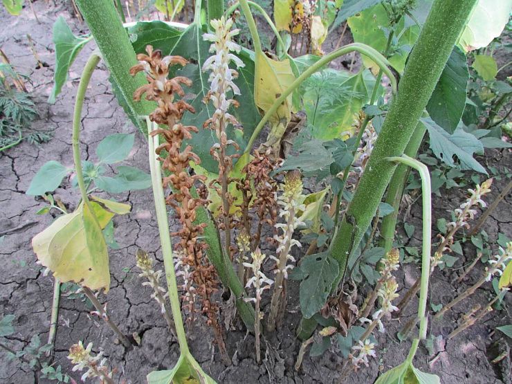 Заразиха кумская, подсолнечная