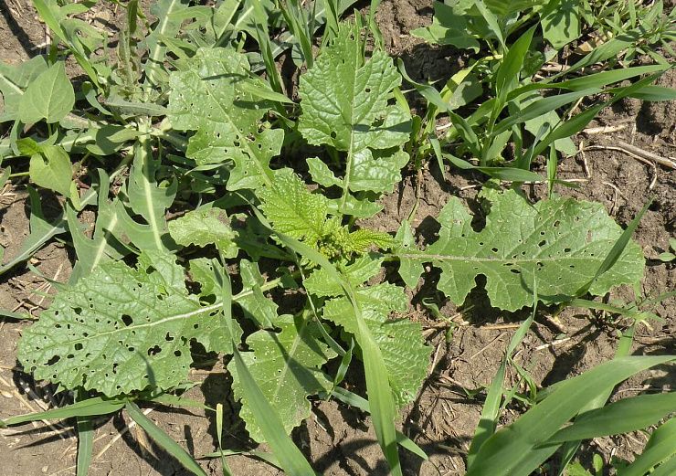 Горчица полевая