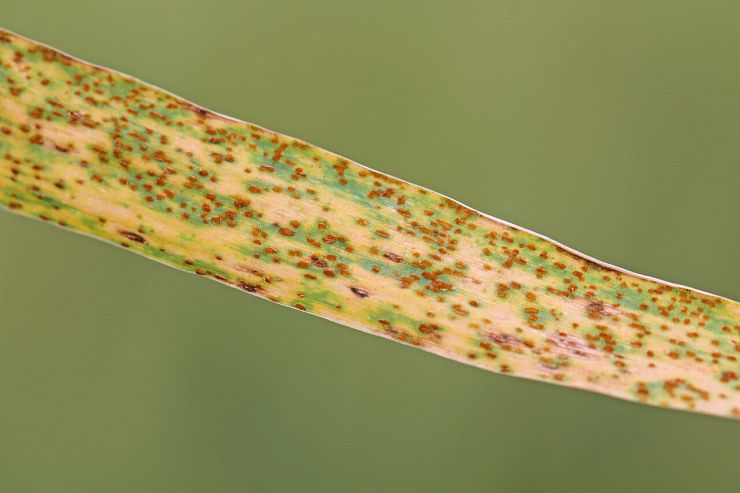 Бурая листовая ржавчина пшеницы