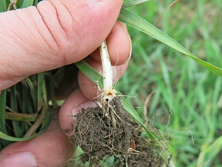 Фузариозные корневые гнили зерновых