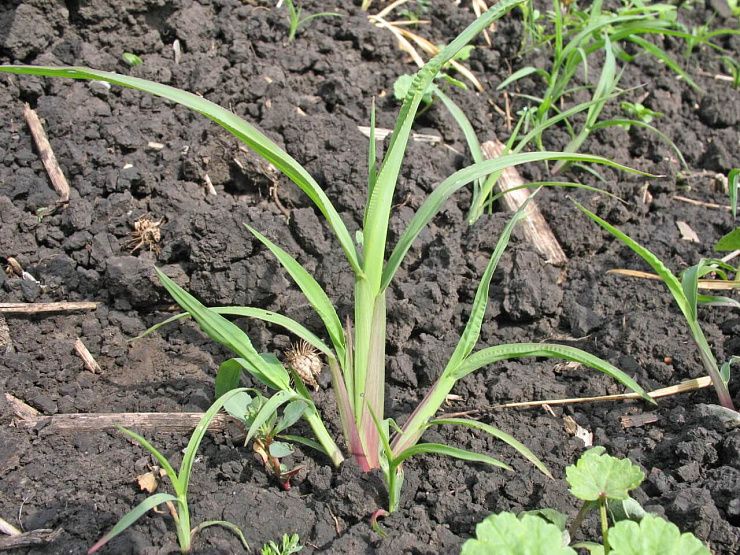 Просо куриное (ежовник обыкновенный)